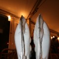 IMG_364074