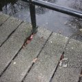 IMG_367501