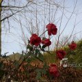 IMG_366685