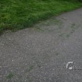 IMG_385253