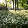 IMG_392733