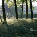 IMG_392785