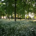 IMG_392915