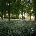 IMG_392918