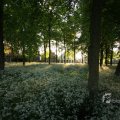 IMG_392922