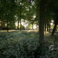 IMG_392923