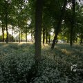 IMG_392927