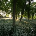 IMG_392928