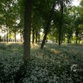 IMG_392929