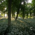 IMG_392930