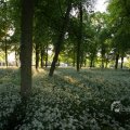 IMG_392931