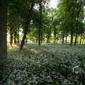 IMG_392933