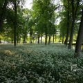 IMG_392940