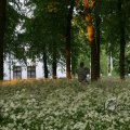 IMG_393017