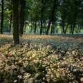 IMG_393032