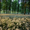 IMG_393033