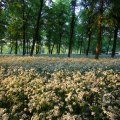 IMG_393034