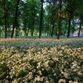IMG_393035