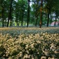 IMG_393036