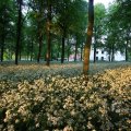 IMG_393037
