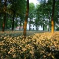 IMG_393068