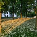 IMG_393074