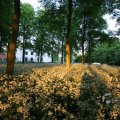 IMG_393075