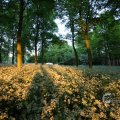 IMG_393081