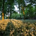 IMG_393082