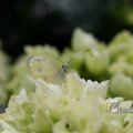 IMG_400282