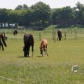 IMG_415496