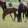 IMG_415504