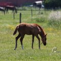 IMG_415515