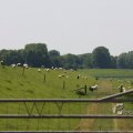 IMG_415656