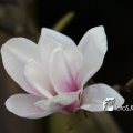 IMG_553785