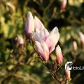 IMG_553786