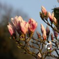 IMG_553788