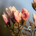 IMG_553790