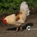 IMG_576495
