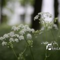 IMG_578657
