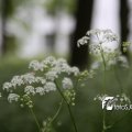 IMG_578658