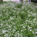 IMG_579056
