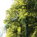 IMG_606861