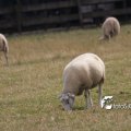 IMG_659050
