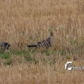 IMG_659062