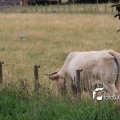 IMG_659077