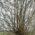 IMG_699850