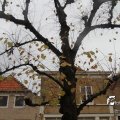 IMG_700263