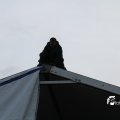 IMG_715052