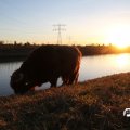 IMG_736833